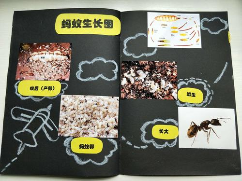       蚂蚁生长图