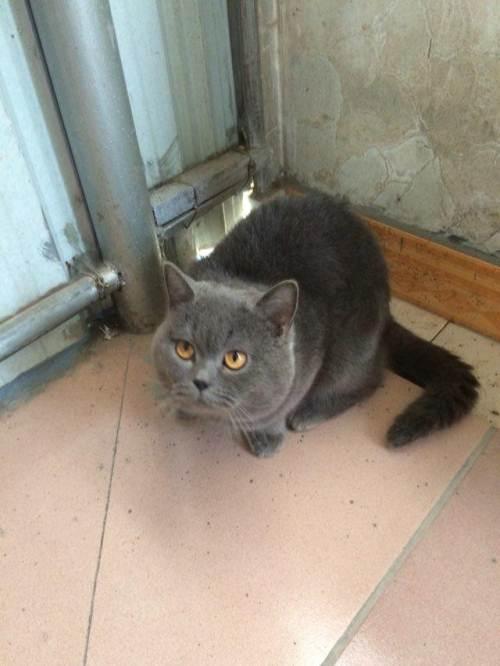 特价出售成年英短蓝猫公 详情 