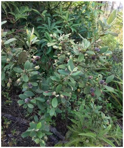 山上随处可摘到的捻子,果实黑透才好吃,种院子开花特好看