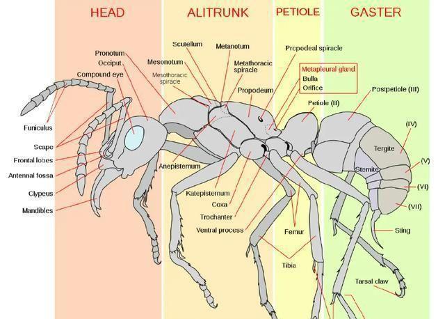 如果人类缩小一千倍会不会是蚂蚁的对手为何