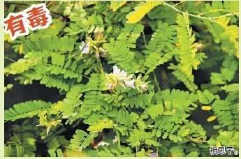 有人误把这东西当鸡骨草果实食用,险些丧命!