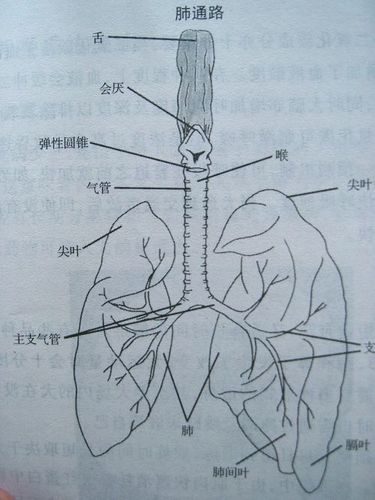 (  评论(                该日志被锁定            眼的解剖和疾病