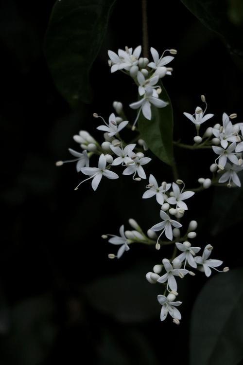 女贞花,灿若繁星