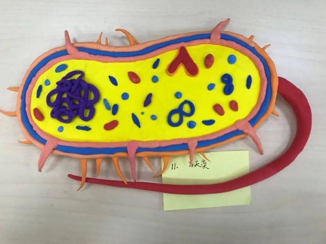 高一生物模型大赛微观世界快乐学习