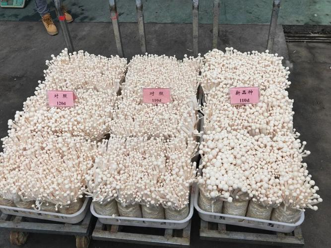 6·18协同创新院食用菌(古田)分院助推 古田食用菌产业提质增效