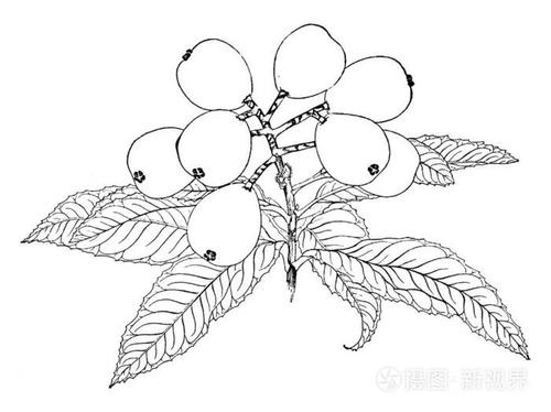 枇杷是原产于中国和日本的一种常绿小果树.水果在春天