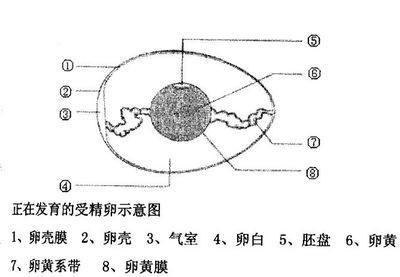 孵化育雏-牡丹鹦鹉爱好者之家