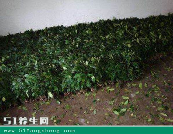 杨桐