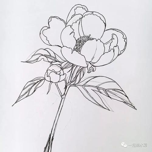 十里春风 ,叫你怎么画芍药!