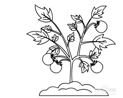 怎么画西红柿的简笔画