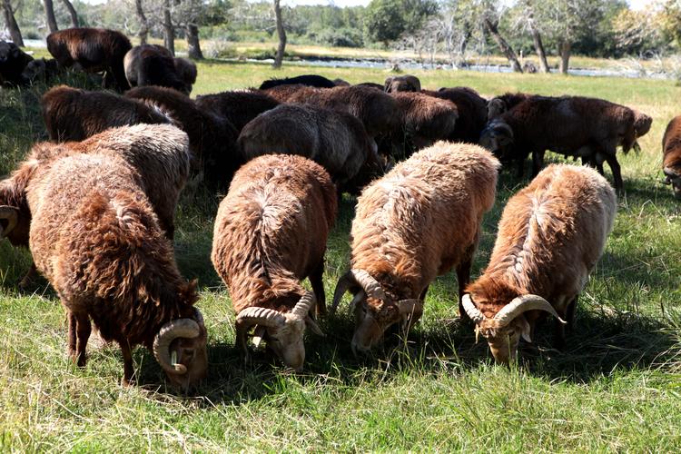 布尔津县的阿勒泰大尾羊