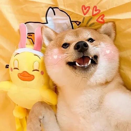 萌宠情头 狗狗情侣头像