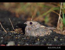茶色蛙嘴夜鹰|3|27