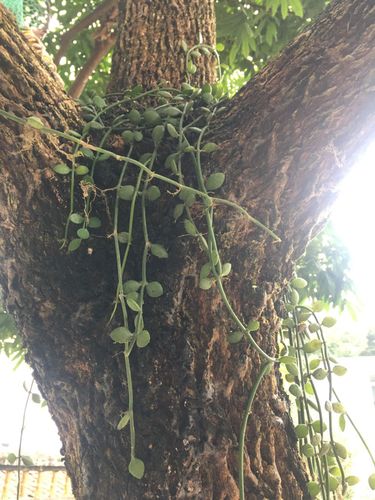 寄生在树上的植物,想知道叫什么