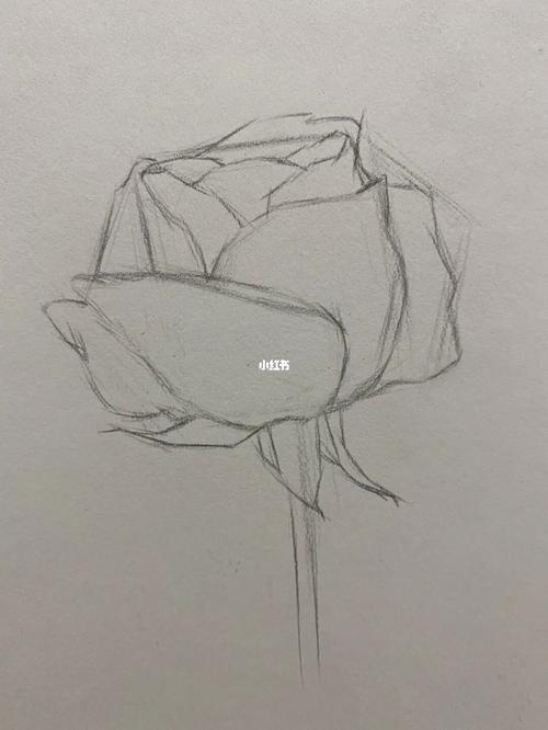 素描花朵详细图文步骤分解教程讲解_素描_教程_投影_文化_绘画