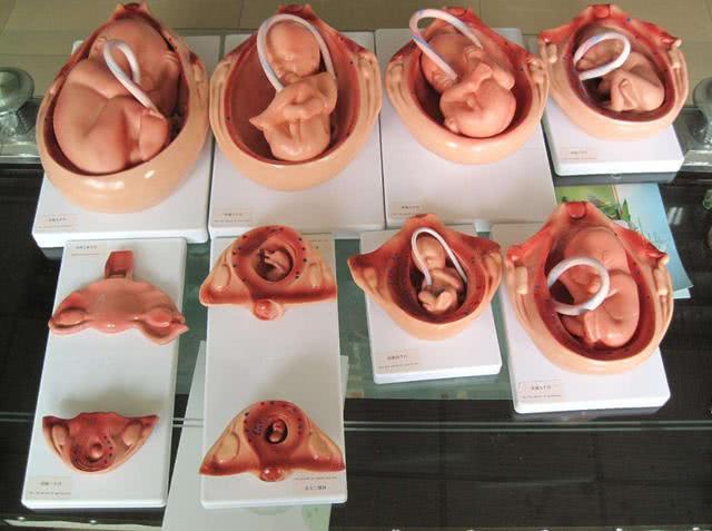 从 孕20周开始,是胎儿出生前最后一个 大脑发育高峰期.