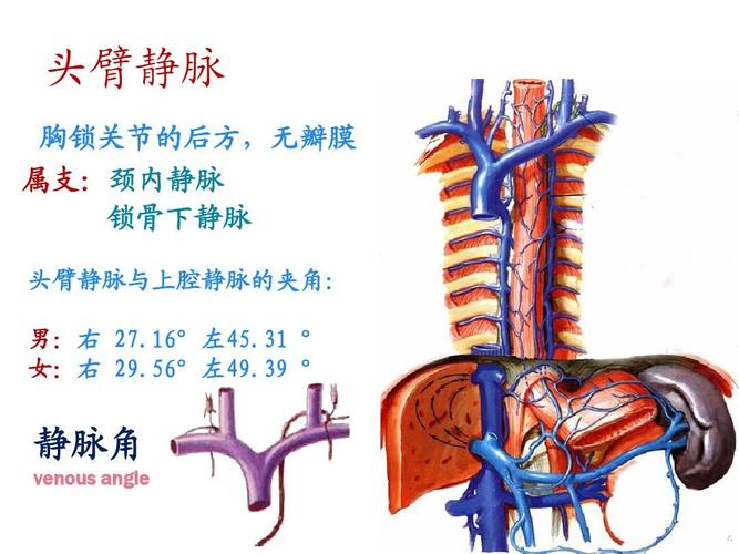 临床医学 血管解剖,picc导管尖端定位基础知识ppt 最全的picc静脉置管