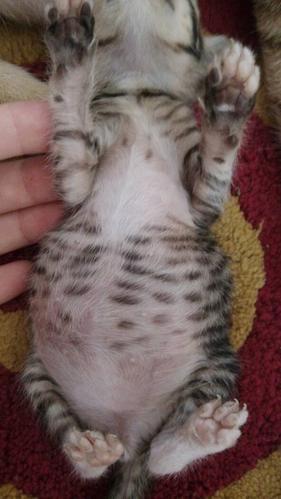 我家的猫好像从出生19日左右到现在肚子都好大但好瘦