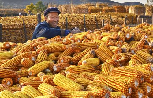 山西省长城摄影协会阳泉市分会闫庄玉米大丰收摄影作品
