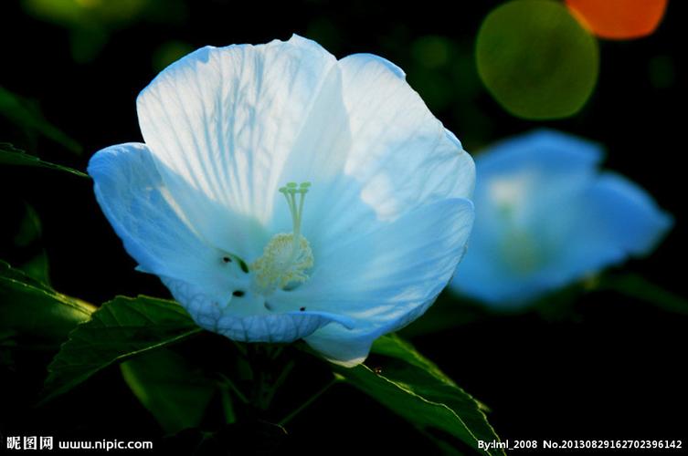 蓝色的花图片