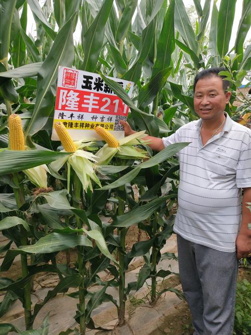 2018玉米新品种展示