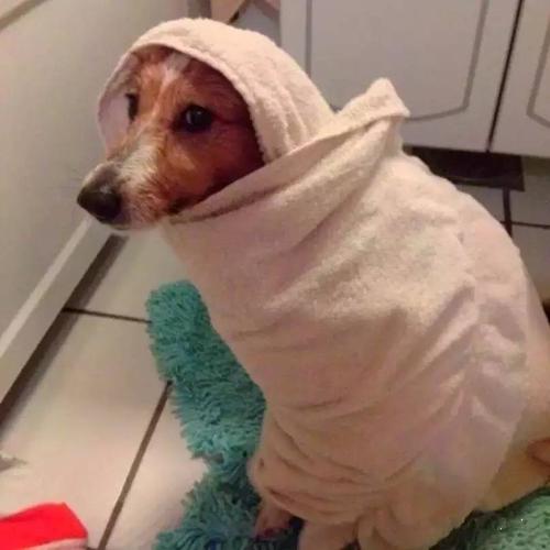 洗澡以后,披上浴巾的狗狗