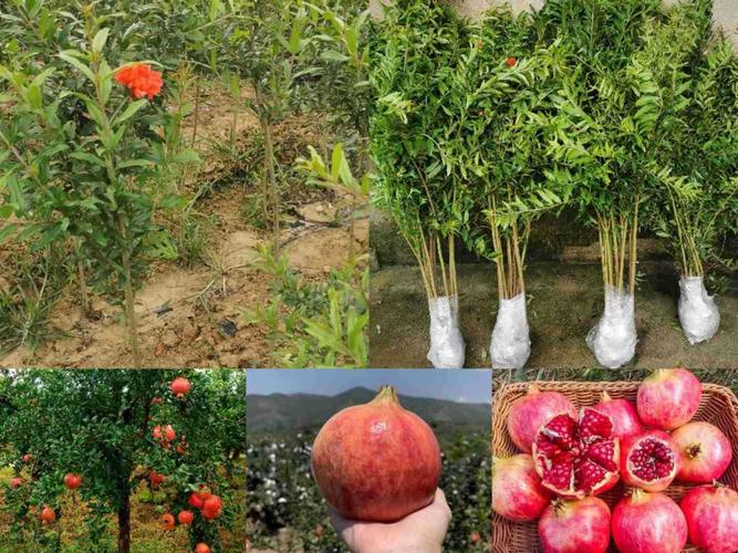 基地直销泰山红软籽石榴苗大红袍蒙阳红甜石榴树苗特大结果