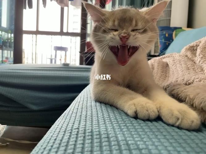 刚睡醒的小懵懵_金渐层_宠物_蓝金渐层_宠物_猫_晒猫