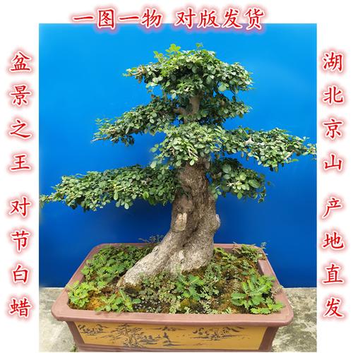 购客湖北京山对节白蜡老桩盆景树桩对接白蜡生桩造型熟桩绿植免邮易购