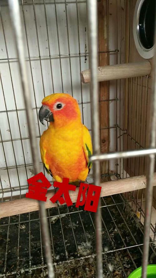 可以放飞养的小太阳鹦鹉绿和尚鹦鹉红嘴蓝雀