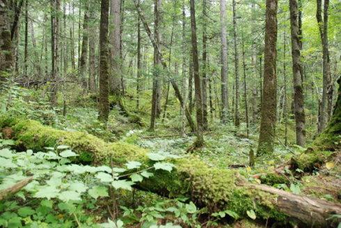 长白山地下森林