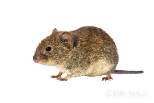 银行田鼠myodesglareolus以前clethrionomysglareolus白色背景的红