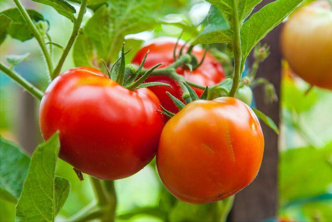 大棚蔬菜种植:夏季高温问题多,调控环境不放松,提高产量和品质