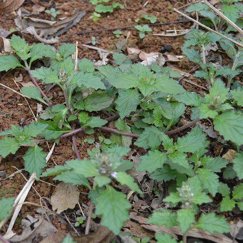 新鲜白毛夏枯草现采深山破血丹苦地胆散血草退血草