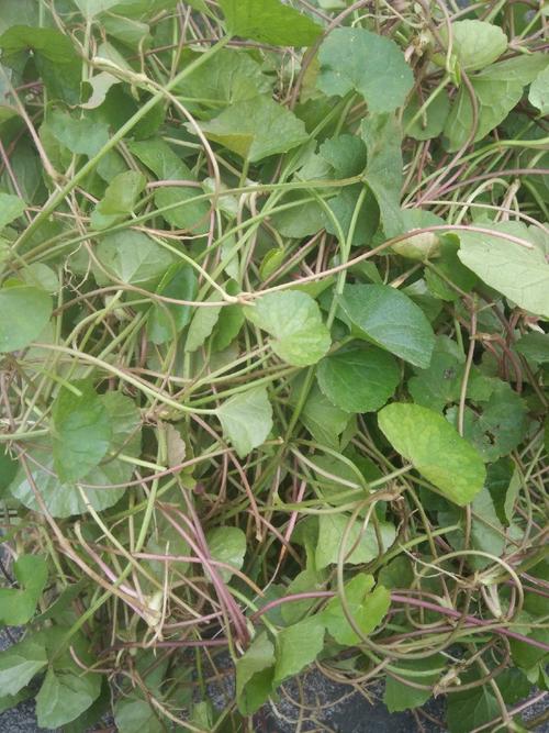 雷公根煮菜汤的做法