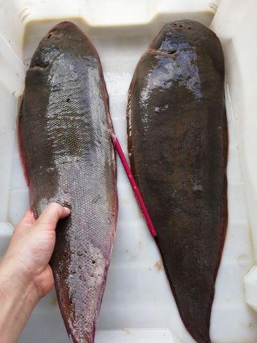 吕四野生方板鱼龙利肉踏鞋底比目鱼1.2斤多退少补其它