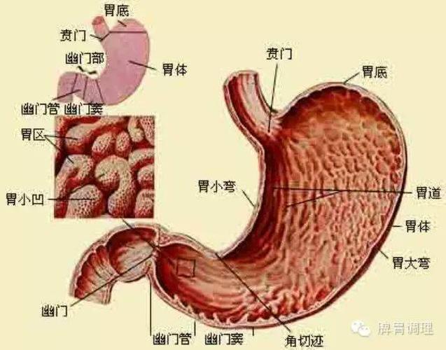 人体胃部结构与功能