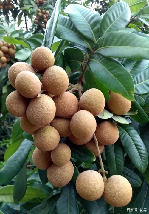 高州储良龙眼,是广东省茂名市特产,中国国家地理标志产品