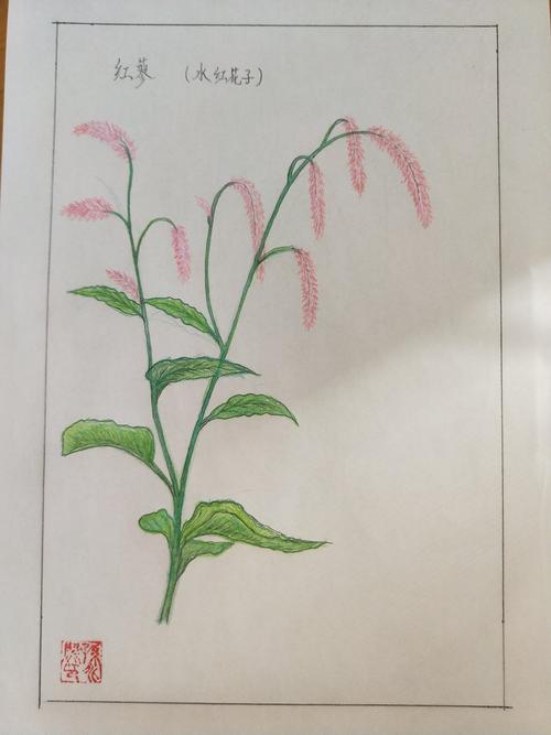 博山老年人养护院孙兆闵大爷中草药铅笔画作品展