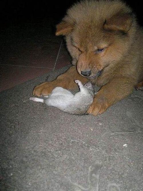 狗狗百无聊赖不看家,竟干起抓老鼠的活儿,这让猫星人情何以堪