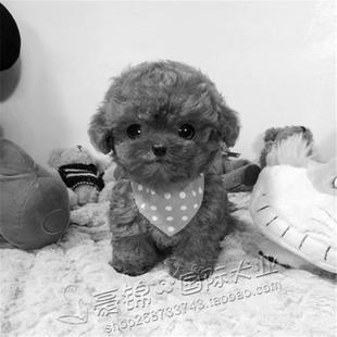 名犬约克夏 不贵还好养活的狗,它们的好谁养谁知道