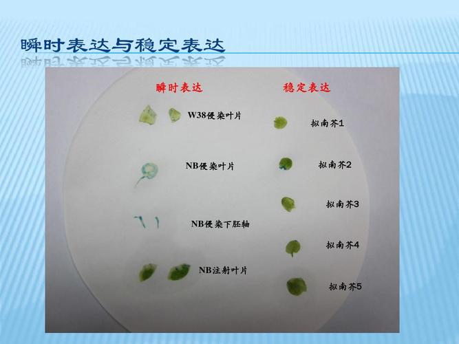 稳定表达 拟南芥1 nb侵染叶片 拟南芥2 拟南芥3 nb侵染下胚轴 拟南芥4