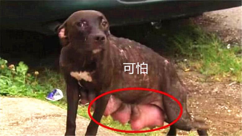 而且流浪母狗不停的怀孕,有的时候绝育对于它们来说何尝不是一件好事.