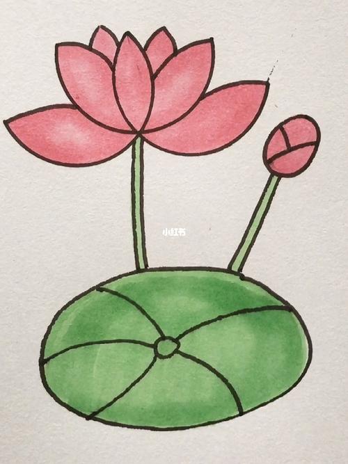 荷花_简笔画_文化
