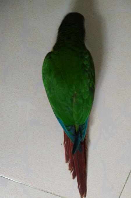 请问这只鹦鹉是什么品种?