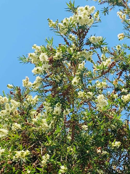 有香味的白千层花