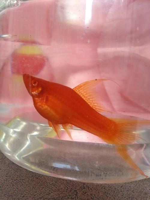 有没有水族高手帮我看看我家的这条红剑鱼是不是怀孕了,它这样已经