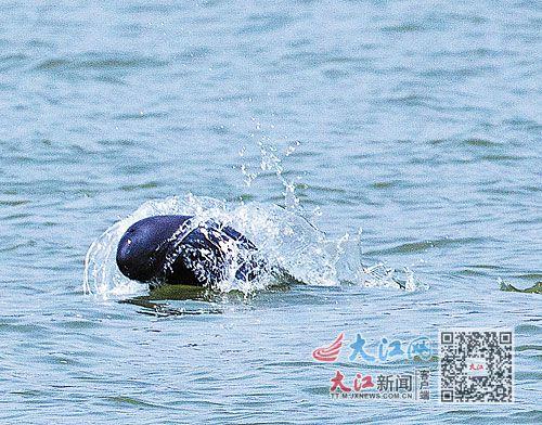 "十年禁渔"成效显 长江江豚赣江游(图)