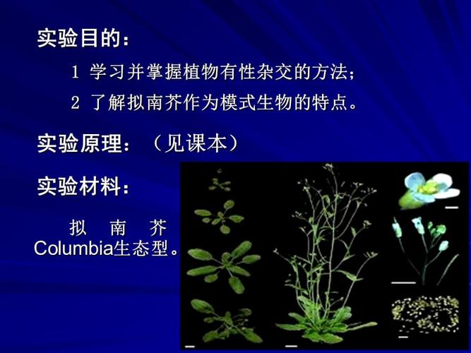《拟南芥的有性杂交》ppt课件