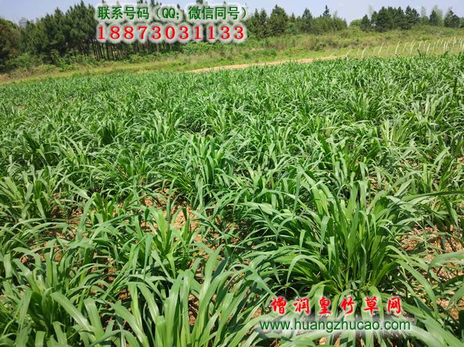 皇竹草种植技术中耕除草:皇竹草前期生长较缓慢,容易受杂草的影响